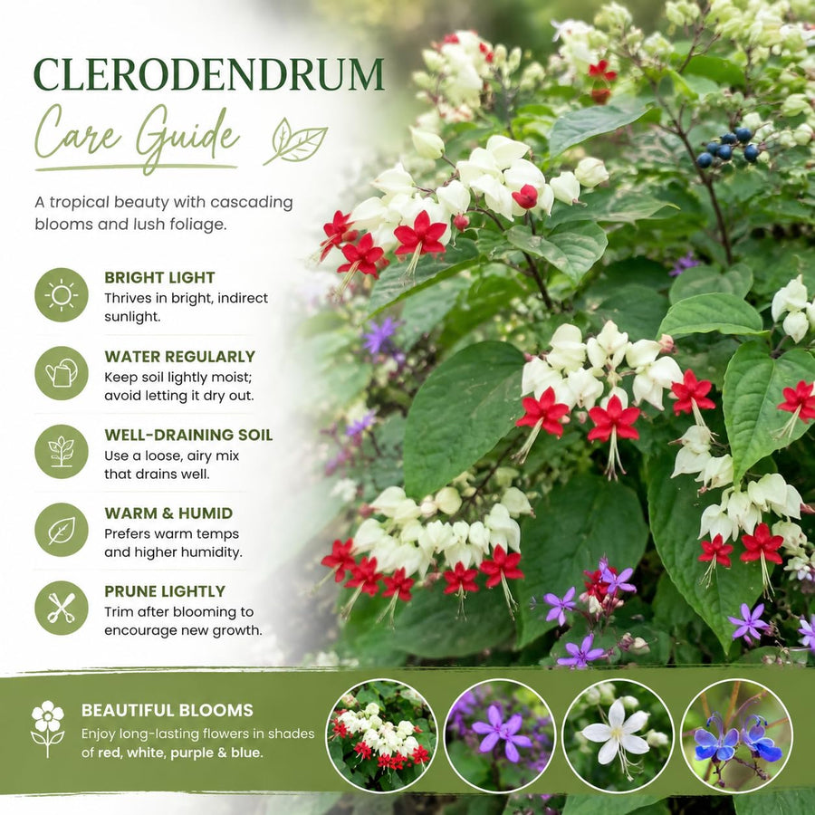 Random Clerodendrum Plants Live, Trailing Light Bulb Flowering Vine, 4-8 Inch Tall, Ready to Plant Outdoor
