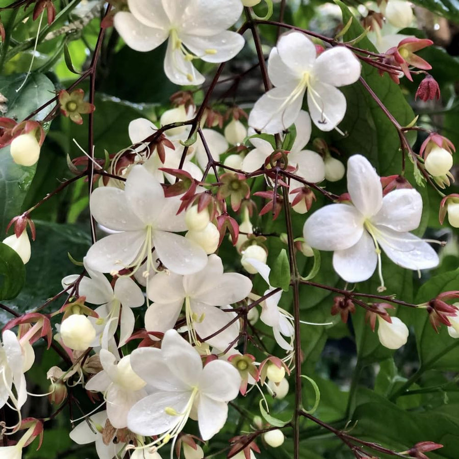 Wallichii Clerodendrum Live Plant 4–7″ Tall, Trailing Clerodendrum Vine, Fragrant Flowering Tropical Shrub