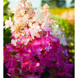 Pink Hydrangea Live Plant, Quart Pot, Color Changing Hydrangea Bush, Hardy Perennial Flowering Shrub, 8-14" Tall