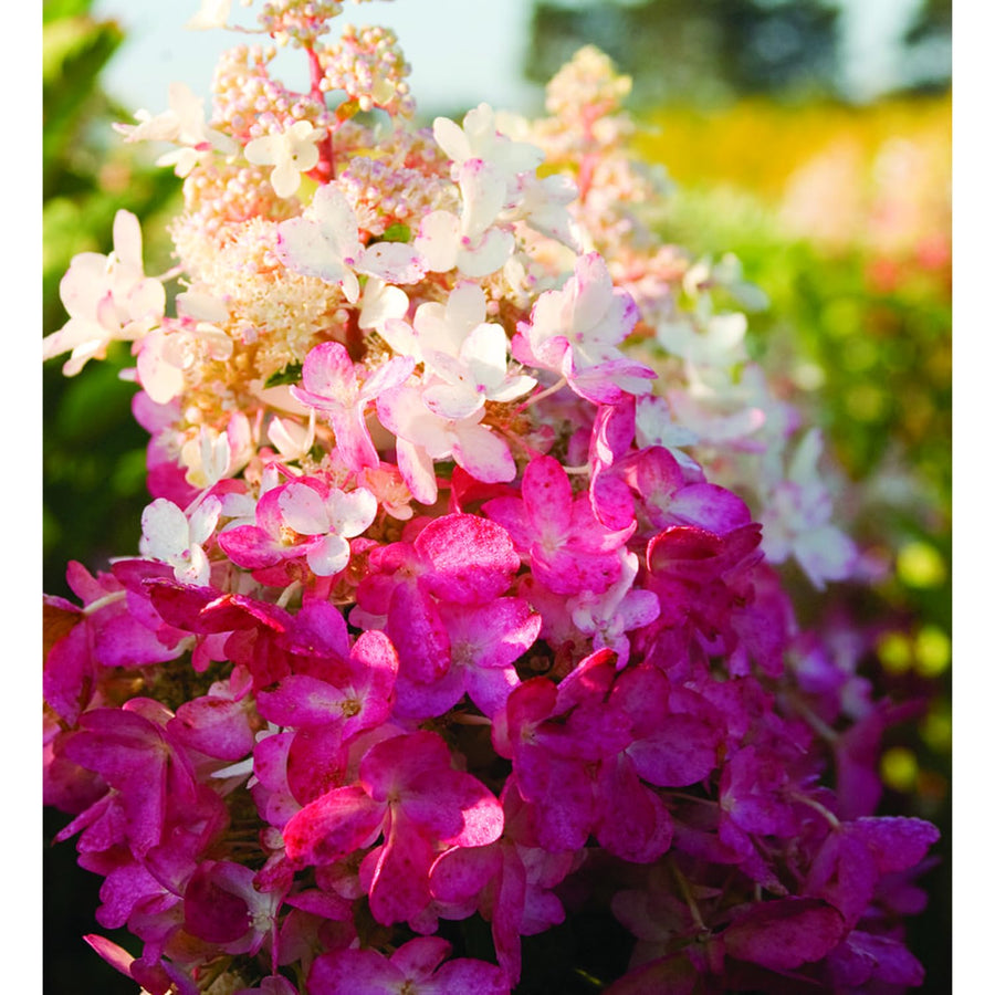 Pink Hydrangea Live Plant, Quart Pot, Color Changing Hydrangea Bush, Hardy Perennial Flowering Shrub, 8-14" Tall