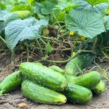 600+ Green Cucumber Seeds for Planting, Cucumber Vegetable Plant Seeds Garden, Vegetanle Seed