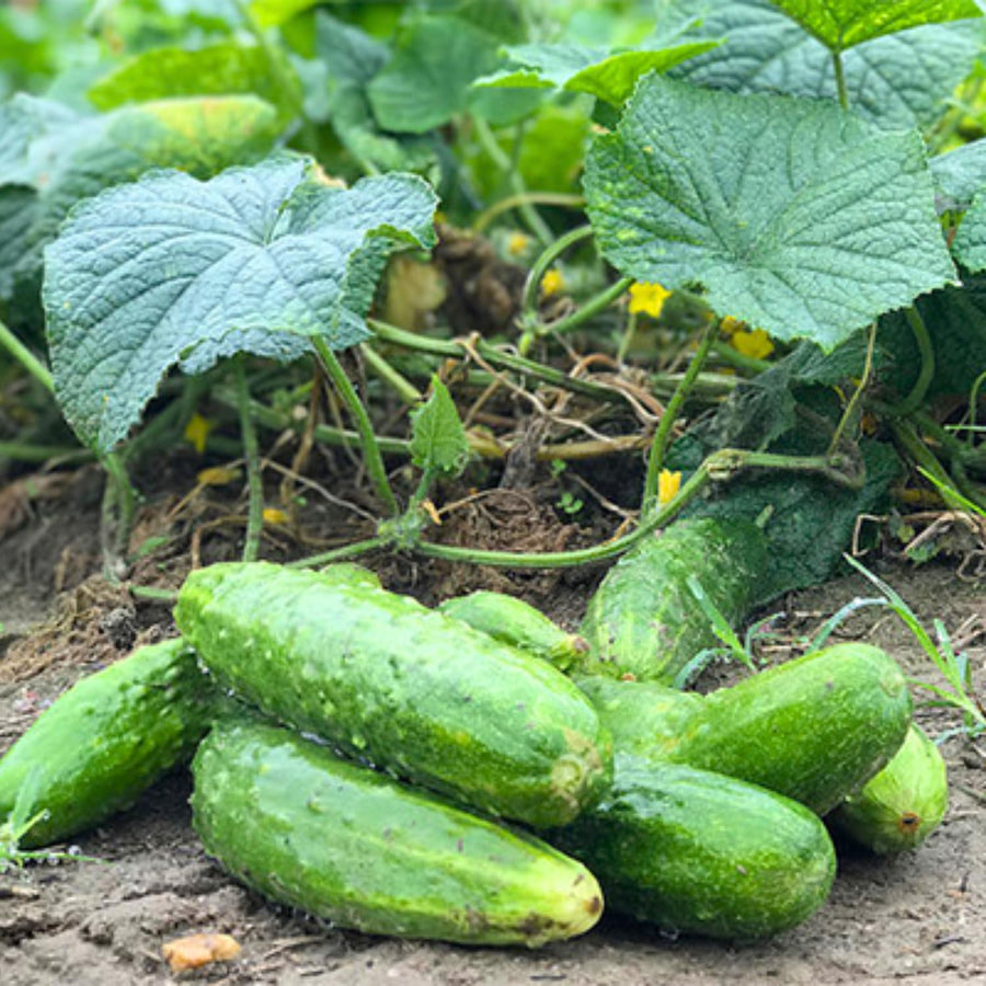 600+ Green Cucumber Seeds for Planting, Cucumber Vegetable Plant Seeds Garden, Vegetanle Seed