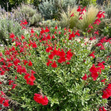 Red Salvia Live Plant in 4 Inch Pot, Bright Red Blooming Salvia Perennial Flower for Outdoor Garden and Containers