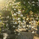 1 Clerodendrum Wallichii Smithianum Plant 5-9 Inc Tall - Light Bulb White Chain of Glory Light Clerodendrum Live Plant - Great for Beautifying Indoor and Outdoor Spaces