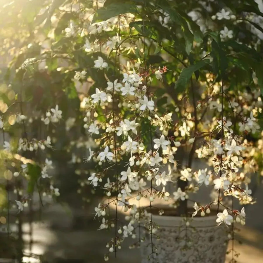 1 Clerodendrum Wallichii Smithianum Plant 5-9 Inc Tall - Light Bulb White Chain of Glory Light Clerodendrum Live Plant - Great for Beautifying Indoor and Outdoor Spaces