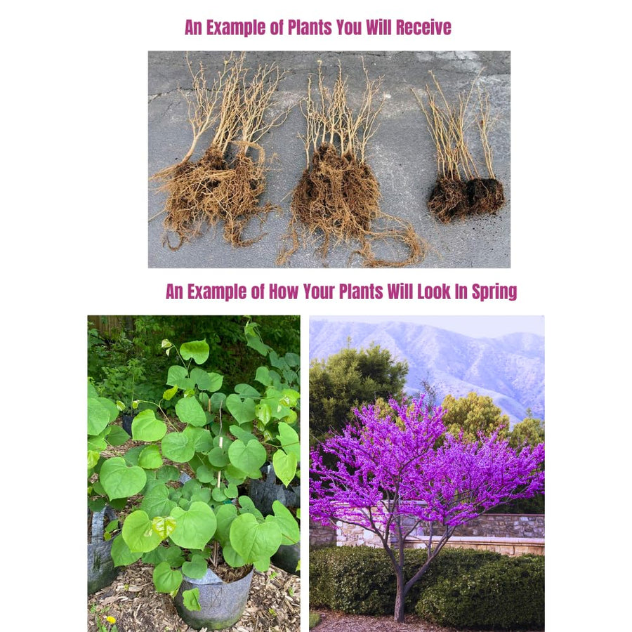 Spring Redbud Tree Live Plant Outdoor Planting Seedlings, 6-10" Eastern Red Bud Plant