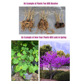 Quart Pot Eastern Redbud Tree, Redbud Live Plants Seedlings, 6-12" for Spring Planting