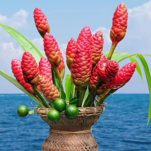 2 Awapuhi Shampoo Ginger Roots for Planting, Zingiber Zerumbet Pinecone Ginger Rhizomes, Fresh Ginger Rhizomes to Grow