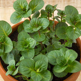 Fragrant Mint Plant Live, 4-6 Inches, Culinary Mint Herb for Indoor Outdoor Gardens (Orange Mint)