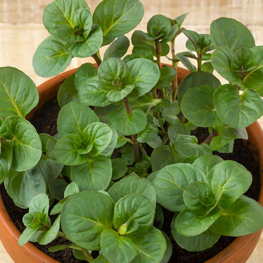 Fragrant Mint Plant Live, 4-6 Inches, Culinary Mint Herb for Indoor Outdoor Gardens (Orange Mint)