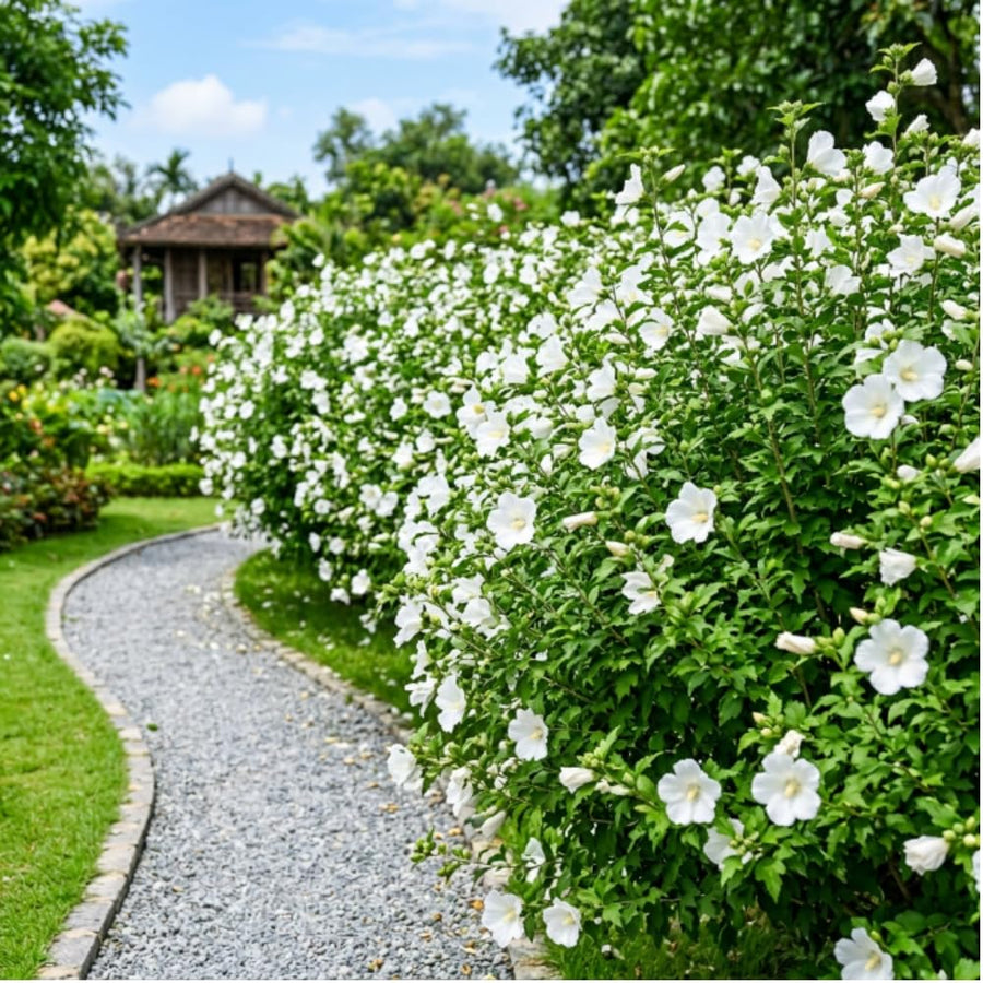 White Rose of Sharon Plant Live, Rose of Sharon Plant, Quart Pot, 6-10 Inches Tall, Soft Bloom, White Althea for Indoor Outdoor Growing