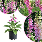 Pink Foxglove Live Plant 3-5 Inches Tall, Pink Foxglove Plant 3 Inch Pot, Flowering Perennial for Outdoor Garden