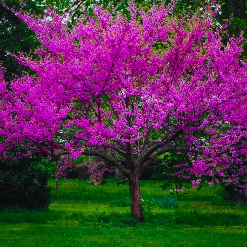 Spring Redbud Tree Live Plant Outdoor Planting Seedlings, 6-10" Eastern Red Bud Plant