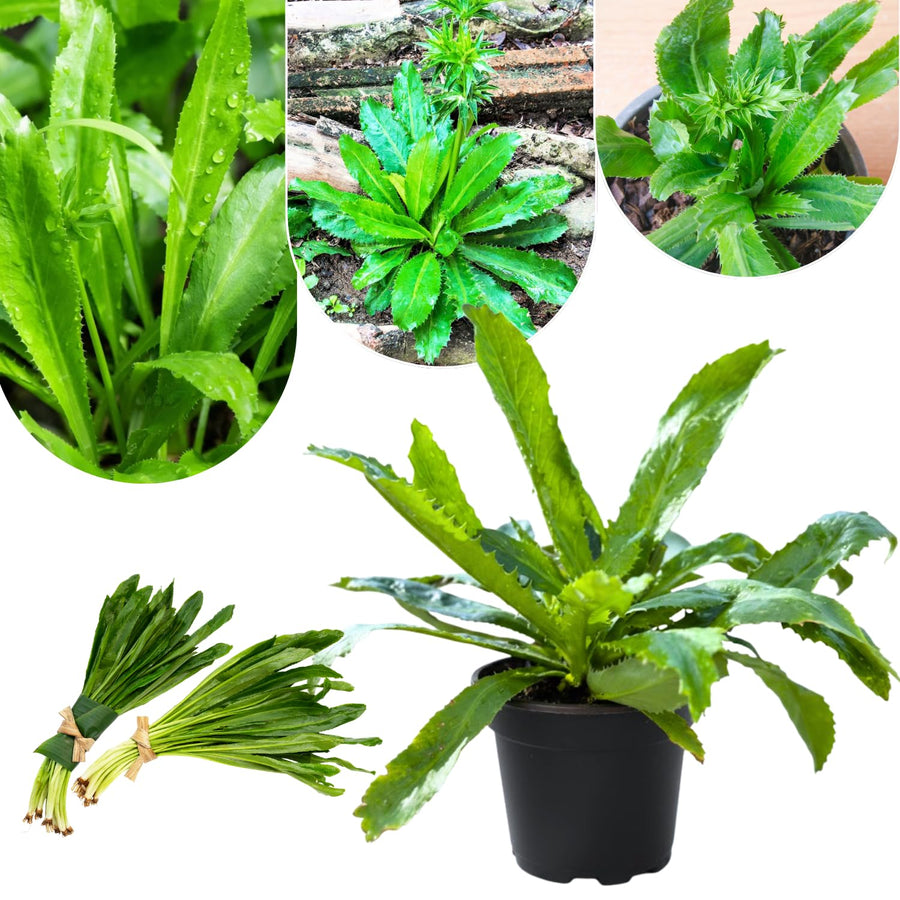 Culantro Plant Live for Planting, Culinary Culantro Herb 4-6 Inches Tall in 4 Inch Pot, Containers or Garden Beds