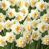 Set 30 Daffodil Bulls for Planting, Top Size Narcissus Flower Bulbs, Perennial Spring Flowers, Cold Hardy, Ideal for Gardens, Pots and Landscaping (Double White)