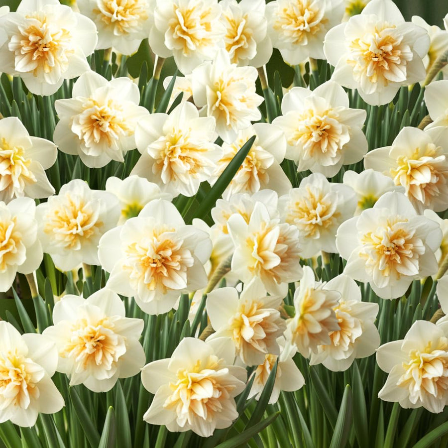 Set 30 Daffodil Bulls for Planting, Top Size Narcissus Flower Bulbs, Perennial Spring Flowers, Cold Hardy, Ideal for Gardens, Pots and Landscaping (Double White)