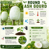 Round Ash Gourd Plant, Winter Melon Plants for Planting, 4 Inc Pot, 4-5 Inches Tall, Vegetable Plant Live for Home Garden, Ready to Grow