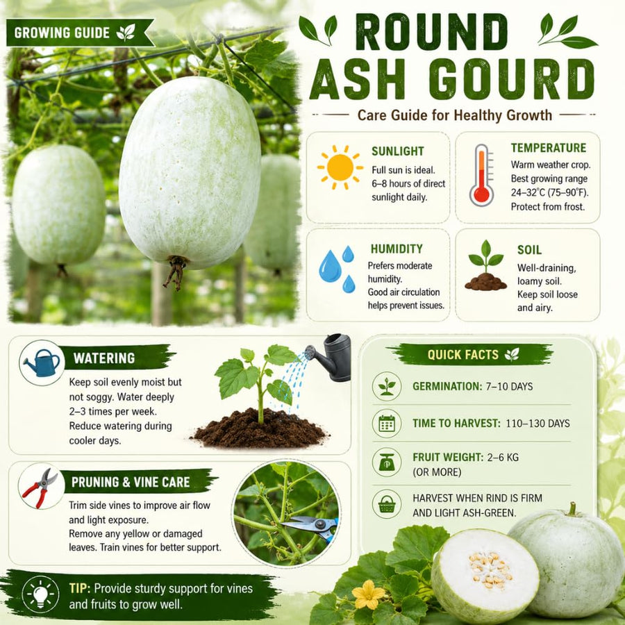Round Ash Gourd Plant, Winter Melon Plants for Planting, 4 Inc Pot, 4-5 Inches Tall, Vegetable Plant Live for Home Garden, Ready to Grow