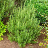Set 2 Rosemary Plants Live 4-6'' Tall, Upright Rosemary Herb Plants, Container and Garden Planting