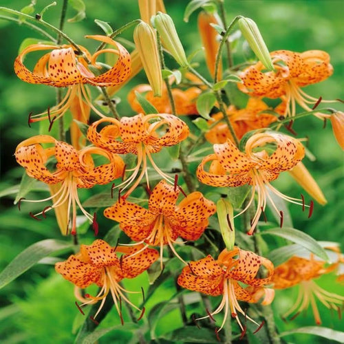 Set of 10 Turks Cap Lily Bulbs, Tiger Lily Hardy Perennial Flower Bulbs for Gardens, Borders, and Outdoor Landscaping, Reblooming Summer Flowers