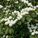 Set 2 Snowball Viburnum Live Plants, Bare Root 8 to 12 Inches Tall, White Flowering Shrub, Low Maintenance for Outdoor Garden