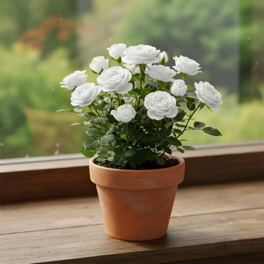 Mini Rose Bush, Miniature Rose Flowers in 3'' Pot, Compact Flowering Rose for Indoor Outdoor Gardens and Containers (White Roses)