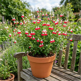 2 Salvia Plants, Hot Lips Salvia Live Plants, 4-6 Inches Tall, 4 Inches Pot, Long Blooming Red White Flowers for Indoor Outdoor Growing