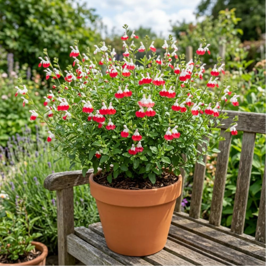 2 Salvia Plants, Hot Lips Salvia Live Plants, 4-6 Inches Tall, 4 Inches Pot, Long Blooming Red White Flowers for Indoor Outdoor Growing