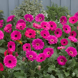 2 Pink Gerbera Daisy Plants Live, Gerbera Daisies Flower Plants 5 to 7 Inches Tall, Ready to Bloom, Hardy Outdoor Plant