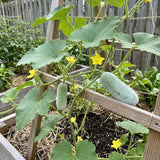 Winter Melon Live Plant in 4 Inches Pot, Wax Gourd Live Plant 4-8 Inches Tall, Home Garden Vegetable Plant for Outdoor Garden