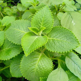 2 Cuban Oregano Plant 4 to 5 Inch Tall in 4" Pot, Fragrant Cuban Oregano Seedling Plant Live for Planting, Herb Plants Indoor Outdoor