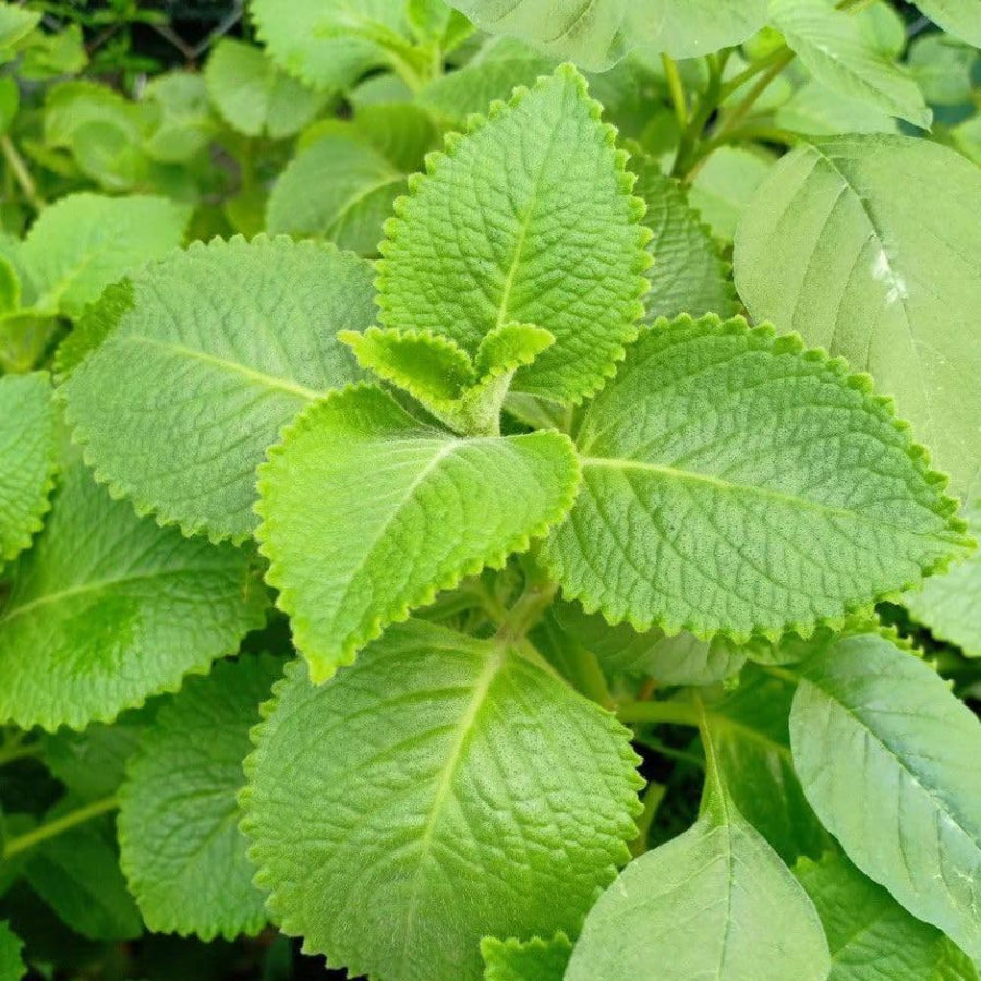 2 Cuban Oregano Plant 4 to 5 Inch Tall in 4" Pot, Fragrant Cuban Oregano Seedling Plant Live for Planting, Herb Plants Indoor Outdoor