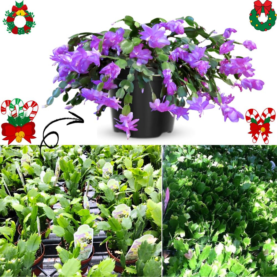 Set 2 Christmas Cactus Plants Live, Hanging Baskets Houseplants, Holiday Cactus Indoor Plants Live Well-Rooted 4-9" Tall, No Pot (Multicolor)