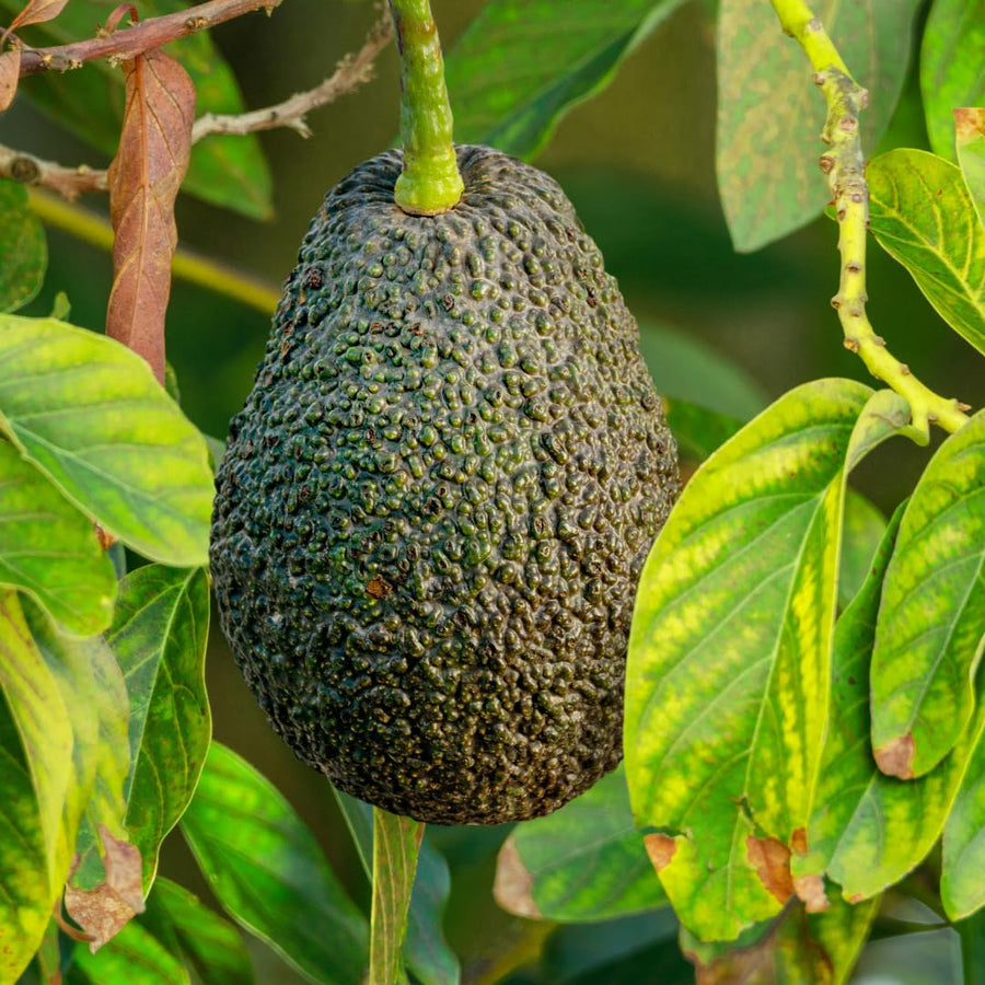 16-20" Cold Hardy HASS Avocado Tree Live Plant in Half Gallon, 1 Year Old Avocados Seedling for Planting, No CA