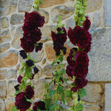 Set 2 Mix Double Hollyhock Plants Live Bare Roots, Hollyhock Flower Live Plant Well Rooted, Annual Flower, 4 to 7'' Long