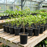 Purple Wisteria Live Plant, Vibrant Purple Flower, 3-5 Inches Tall in 2.5 Inch Pot for Outdoor Planting