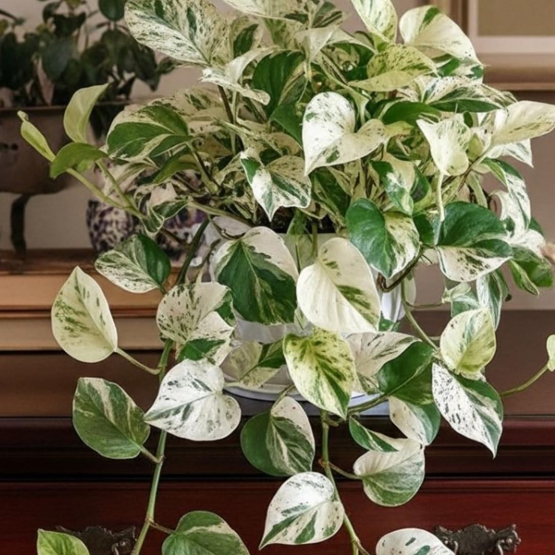 Set 6 Assorted Pothos Live Plants, Live Pothos Plant Indoor, 4 to 6 Inc Tall, Easy Care Indoor Outdoor Houseplants Plants, No Pot