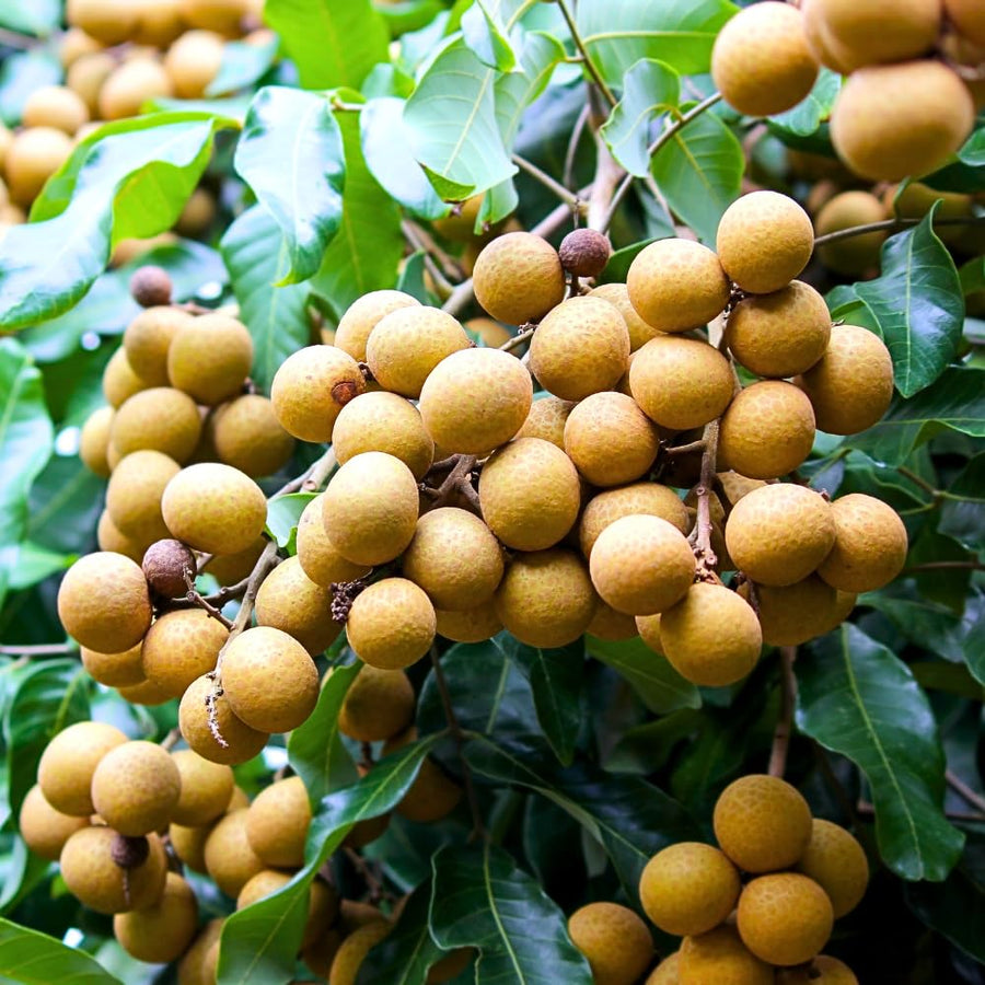 Longan Tree Live Plant, Sweet Tropical Fruit Tree Starter 4-7 Inch, Outdoor and Container Growing