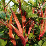 50 Count Red Okra Seeds for Planting, Red Okra Vegetable Seeds for Garden Planting and Yard Growing