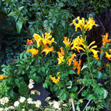 Yellow Honeysuckle Plant, Live Honeysucke Vine, 5-10 Inc Tall, Yellow Honeysuckle for Planting, Climbing Honeysuckle Bush Shrubs, Fragrant, No Pot