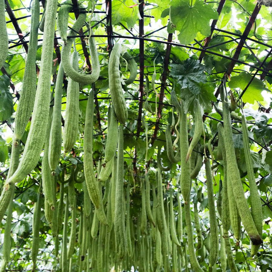 Loofah Live Plant, Luffa Plant, Climbing Vegetalble for Outdoor Garden, 4-6 Inches Tall in 4'' Pot