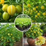 2 Cucumber Plants Live for Planting, Lemon Cucumber Live Plant in 4 Inches Pot, Well Rooted from 6 to 8 Inches Tall for Vegetable Garden, Cucumbers Starter Plant