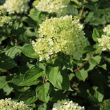 Lime Hydrangea Plant Live, in Quart Pot, 8-14" Tall Cold Hardy Hydrangea Flowering Shrub
