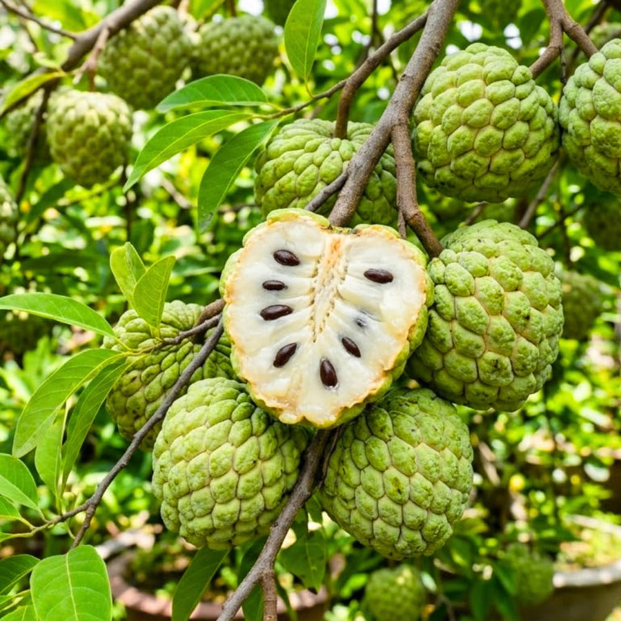 Sugar Apple Live Plant, 6-8'' Tall, Sweet Sugar Apple Tree in 3 Inch Pot, Annona Squamosa Sugar Apple Fruit Tree Live Plant