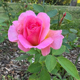 Rose Bush Live Plant - Climbing Rose Plant Live Shrub - Bareroot with Soil 7-10 Inch Tall - Fragrant Rose Flowers Heirloom Rose Shrub (Pink Yellow Rose)