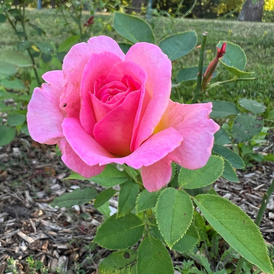 Rose Bush Live Plant - Climbing Rose Plant Live Shrub - Bareroot with Soil 7-10 Inch Tall - Fragrant Rose Flowers Heirloom Rose Shrub (Pink Yellow Rose)