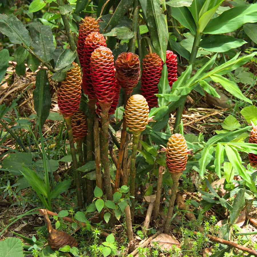 Shampoo Ginger Plant for Planting, Awapuhi Ginger Rhizome, 3–5 Inches Tall, Well Rooted, No Pot, Ready to Grow