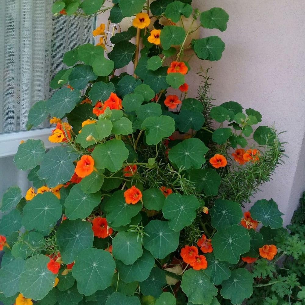 Nasturtium Live Plant in 4 Inch Pot, Nasturtium Flower Plants Live, Trailing Perennial Plant for Homegarden