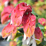 2 Shrimp Plants Live, Live Shrimp Plant for Garden, 5 to 7 Inc Tall (Red)