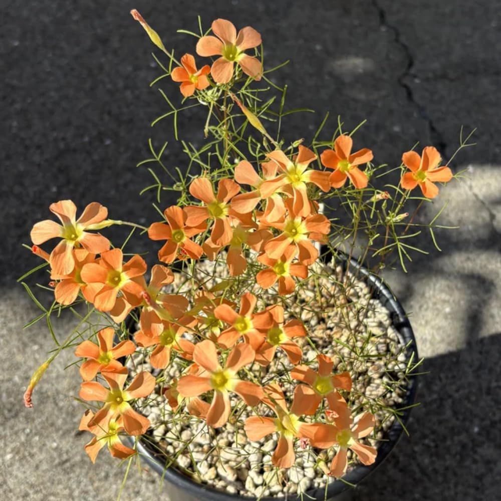 Oxalis Plant in 4'' Pot, 4-8'' Tall, Shamrock Flowers Plants, Perennial Flower Plants for Indoor and Outdoor Garden